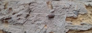Why Early Woodworm Detection Matters