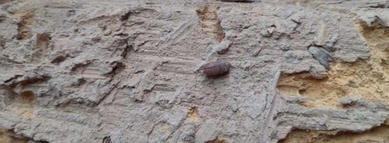 Why Early Woodworm Detection Matters